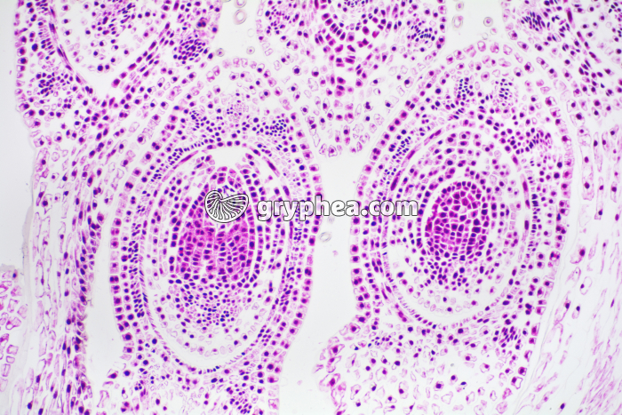 Tilleul - Méristèmes d'un bourgeon floral de Tilleul CL x40 - gryphea.com